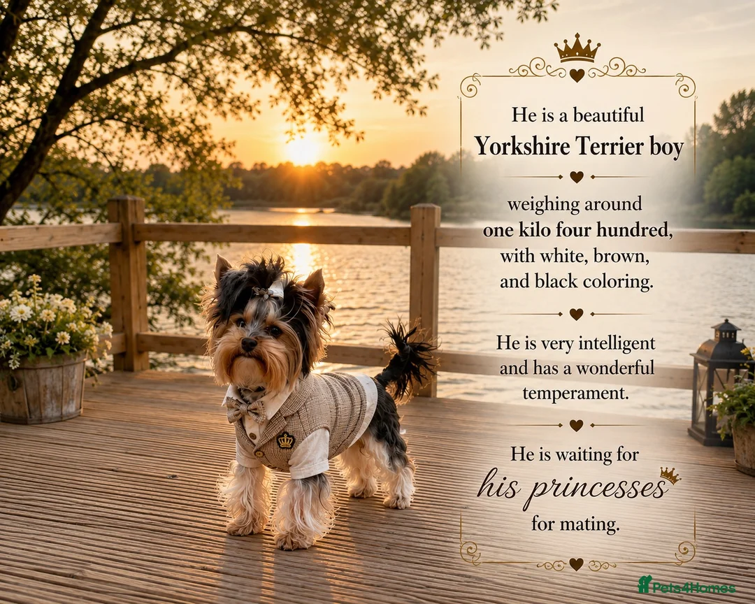 Yorkshire Terrier dogs for stud: ABSOLUTELY ADROBLE TINY BOY ONLY FOR STUD DUTY!! - Advert 1