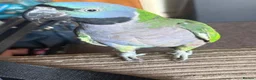 Parrots birds for sale: Tame Lord Derbyran parrot - Advert 8