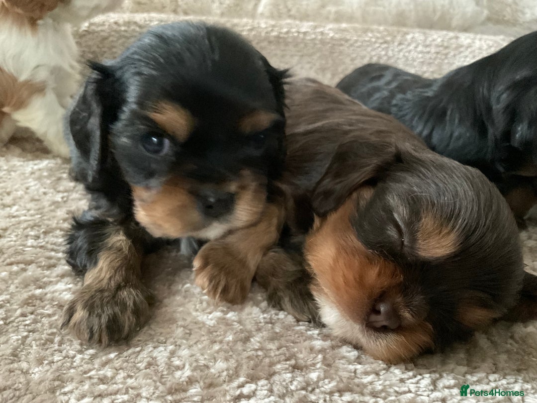 Cavalier King Charles Spaniel dogs for sale: Chocolate Kc reg cavalier King Charles - Advert 24