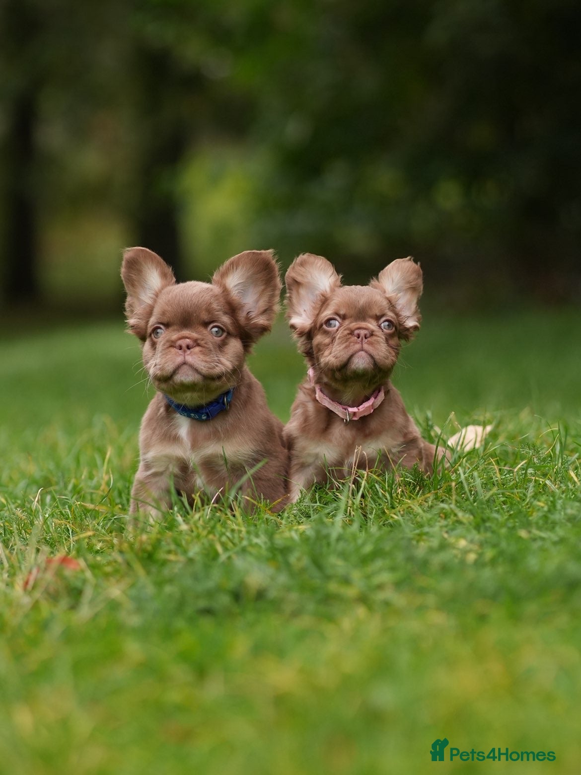 French Bulldog dogs for sale: French bulldog puppies - Advert 1