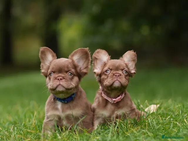French Bulldog dogs for sale: French bulldog puppies - Advert 1