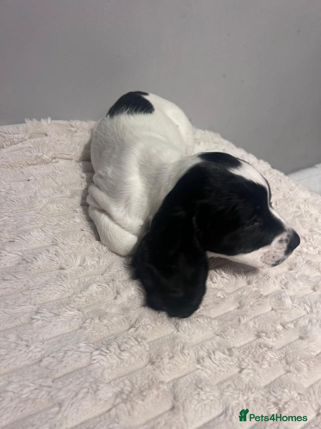 Sprocker dogs for sale: Sprocker Puppies For Rehoming - Advert 8