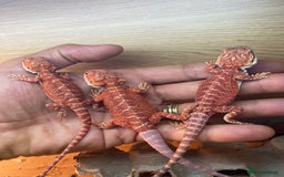 Bearded Dragon reptiles for sale: Baby high red morph bearded dragons  - Image 6