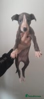 Whippet dogs whippet pups only 1 girl left - Advert 5