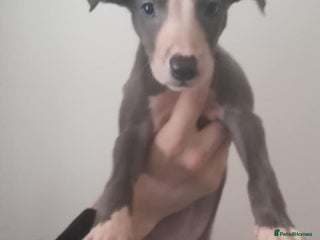 Whippet dogs whippet pups - Advert 2