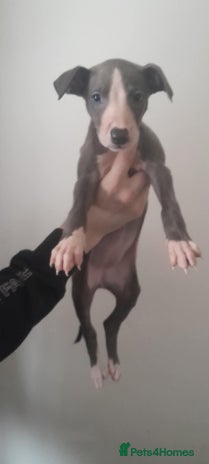 Whippet dogs whippet pups - Advert 3