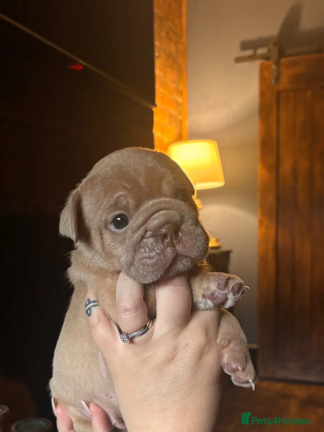 English Bulldog dogs for sale: English bulldogs puppies  - Advert 10
