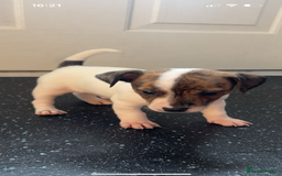 Jack Russell dogs for sale: Jack Russell  - Image 18