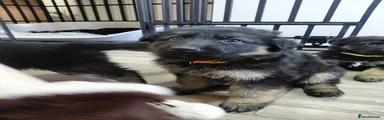 German Shepherd Puppy 2
