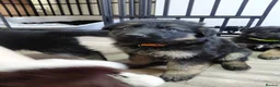 German Shepherd dogs for sale: German Shepherd male Ready now  - Advert 24