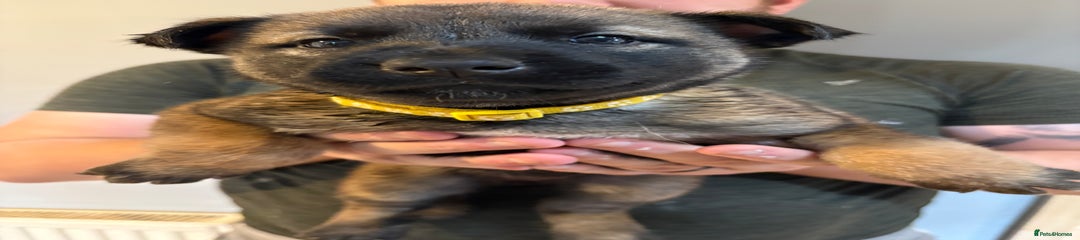 Yellow collar 