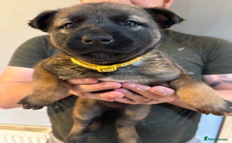 Mixed Breed dogs - Advert 1