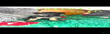 German Shepherd 7