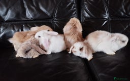 Mini Lop rabbits for sale: Mini lop boys and girls available. - Image 11