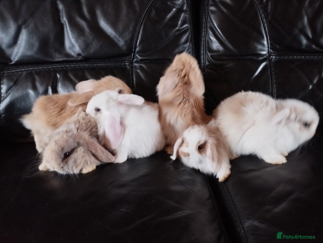 Mini Lop rabbits for sale: Mini lop boys and girls available. - Image 11