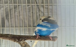Budgerigars birds for sale: Pair of Budgies for sale - Image 2
