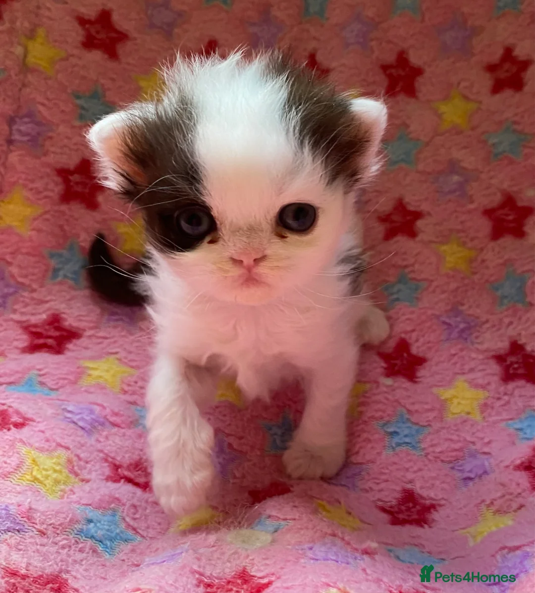 British Shorthair cats for sale: GCCF GrCh, GrCh, Ch line kittens - Advert 1