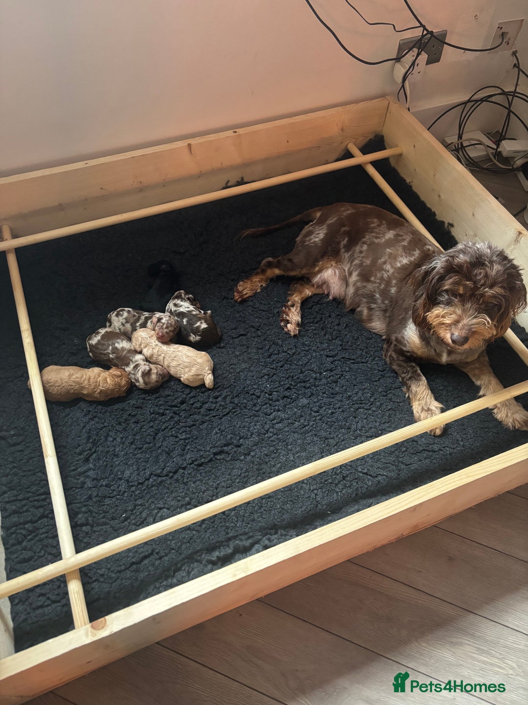 Cockapoo dogs for sale: F1b Toy Cockapoo Merle, Apricot, cream and Black  - Advert 3