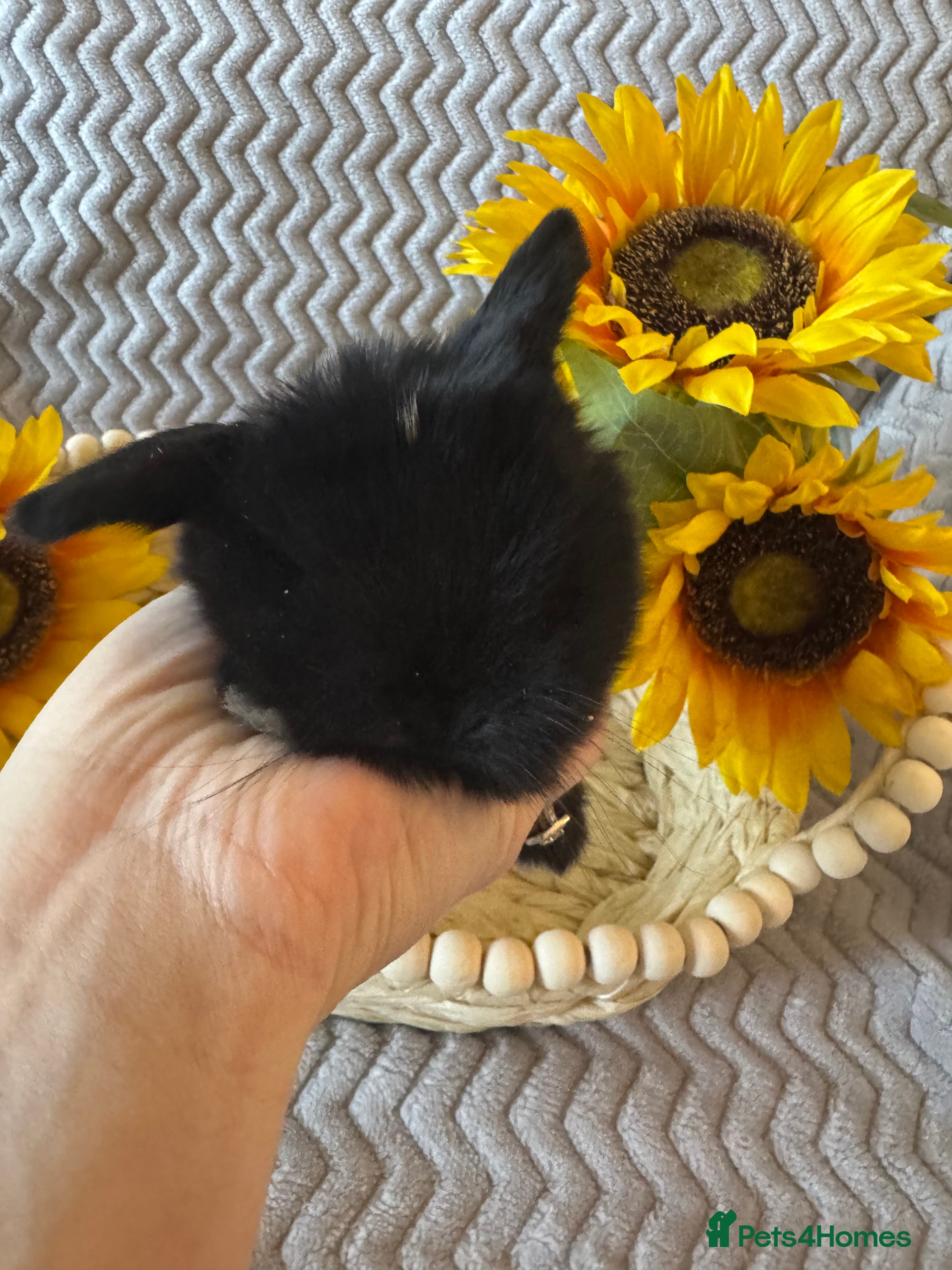 Mini Lop rabbits ✨ Mini Lops for sale✨ - Advert 1