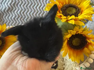 Mini Lop rabbits ✨ Mini Lops for sale✨ - Advert 3