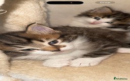 Ragdoll cats for sale: Beautiful Ragdoll kitten ready to leave now!  - Image 9