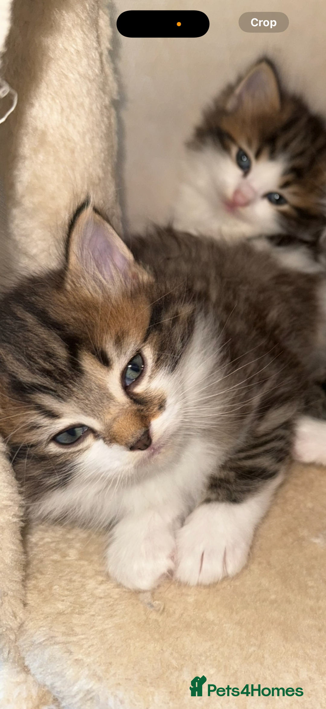 Ragdoll cats for sale: Beautiful Ragdoll kitten ready to leave now!  - Image 9