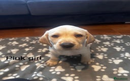 Labrador Retriever dogs for sale:  Labrador puppies - Ready now  in Aberdeen - Image 25