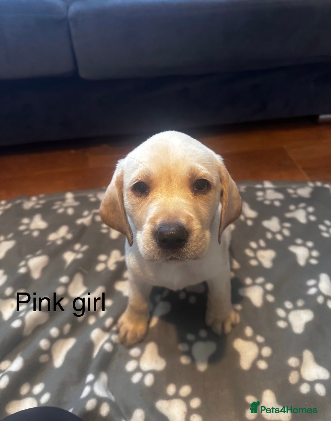 Labrador Retriever dogs for sale:  Labrador puppies - Ready now  in Aberdeen - Image 25