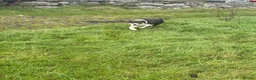Border Collie dogs for sale: Fflei 2 year old bitch - Advert 3