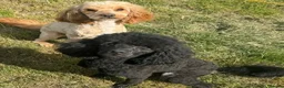 Cockapoo dogs for stud: 🖤 Apollo - Beautiful Stud 🖤  - Advert 1