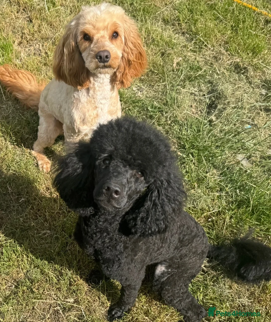 Cockapoo dogs for stud: 🖤 Apollo - Beautiful Stud 🖤  - Advert 1