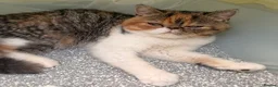 Exotic cats for sale: Exotic Short hair girl  - Advert 1