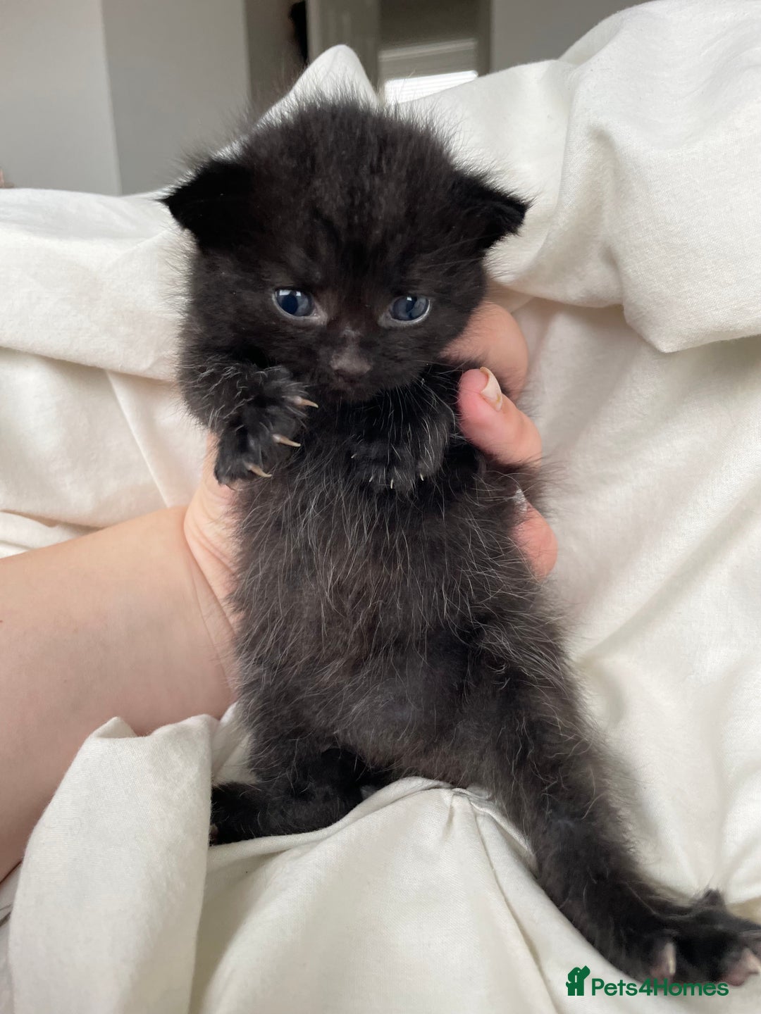 Mixed Breed cats for sale: 2 Adorable Kittens For Sale - Image 6