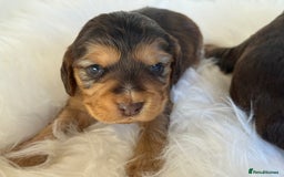 Cocker Spaniel dogs for sale: KC Health Tested Show Cocker Spaniels  - Image 13