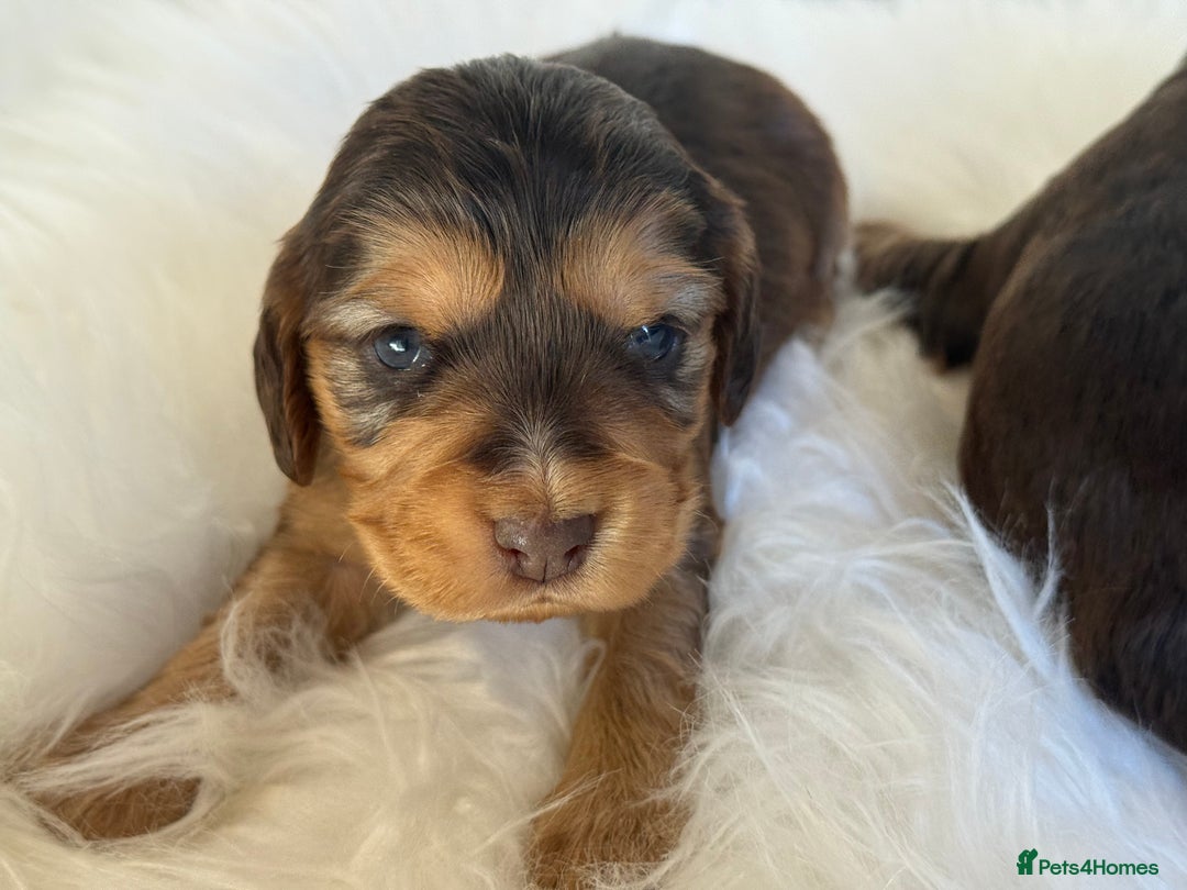 Cocker Spaniel dogs for sale: KC Health Tested Show Cocker Spaniels  - Image 13