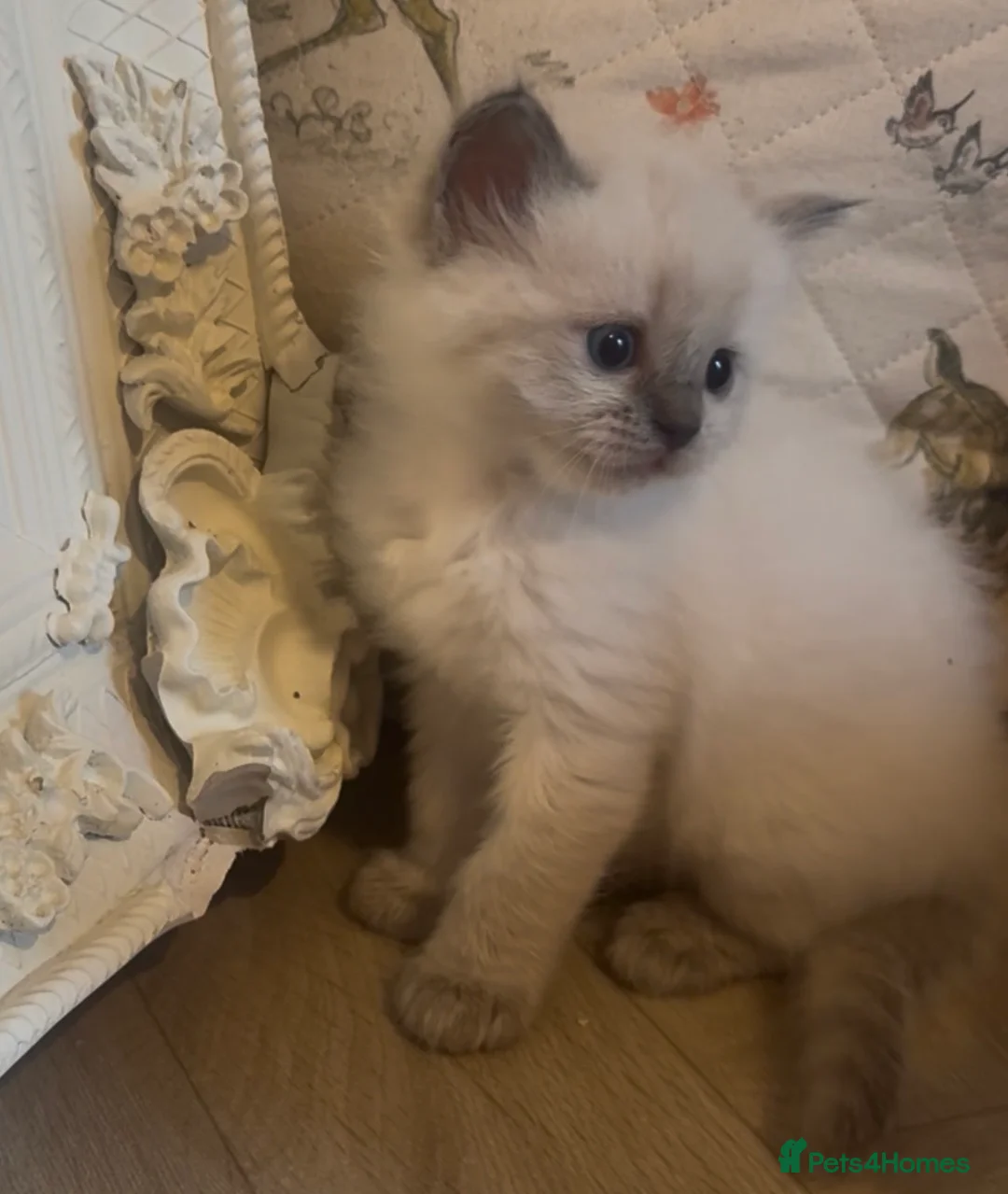 Ragdoll cats for sale: Stunning boys Ready now. Ready July and August  - Advert 2