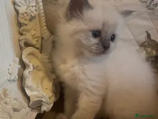 Ragdoll cats Stunning boys Ready now. Ready July and August - Advert 2
