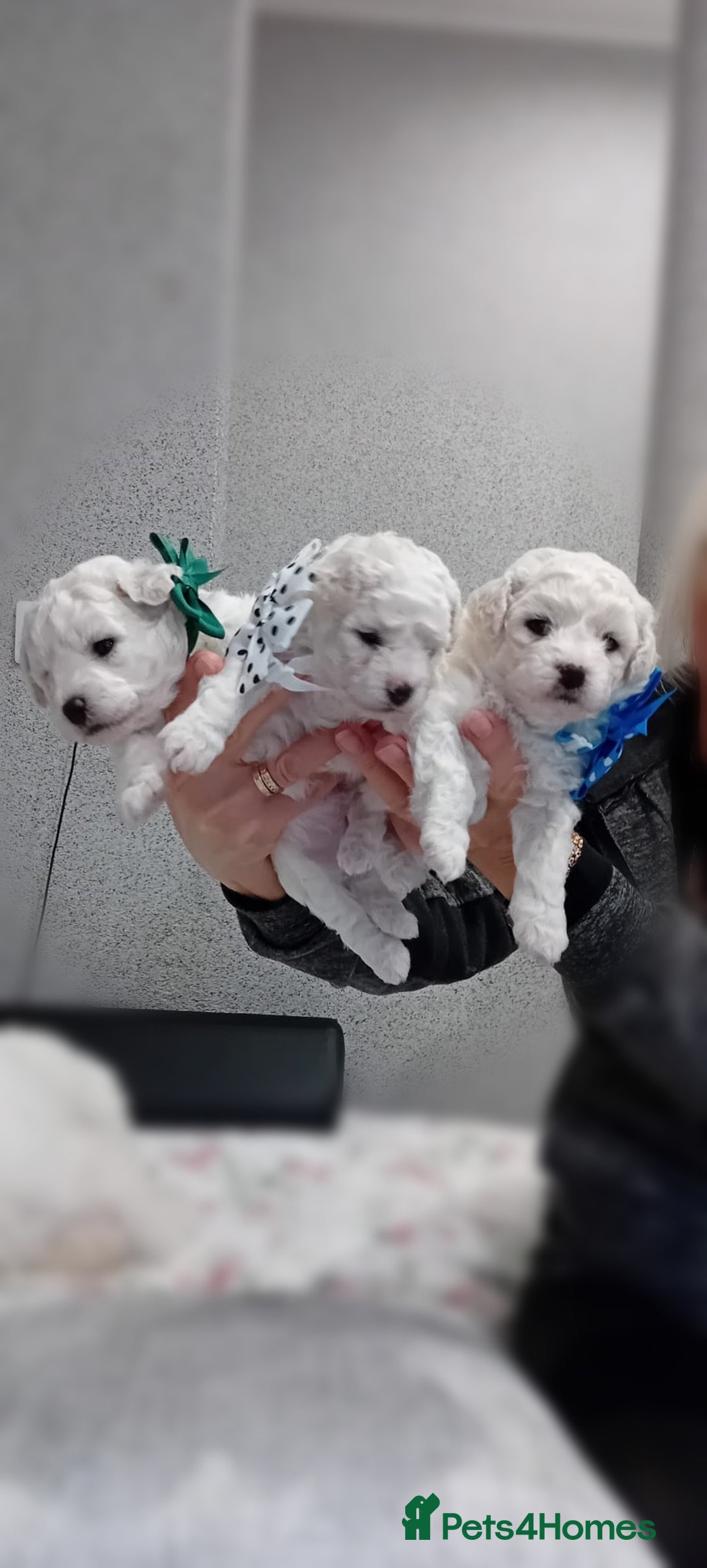 Bichon Frise dogs for sale: Bichon Frise 4 boys ( only 1 boy left ) - Advert 1