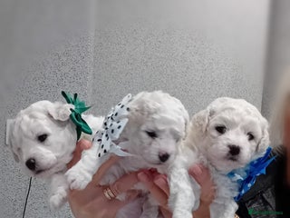Bichon Frise dogs Bichon Frise 4 boys ( only 1 boy left ) - Advert 10