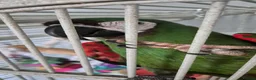 Macaws birds for sale: Reluctant sale severe macaw in Motherwell - Advert 1