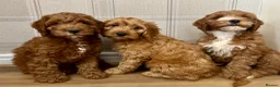 Cockapoo dogs for sale: Outstanding cockapoo puppies  in Bishop Auckland - Advert 8