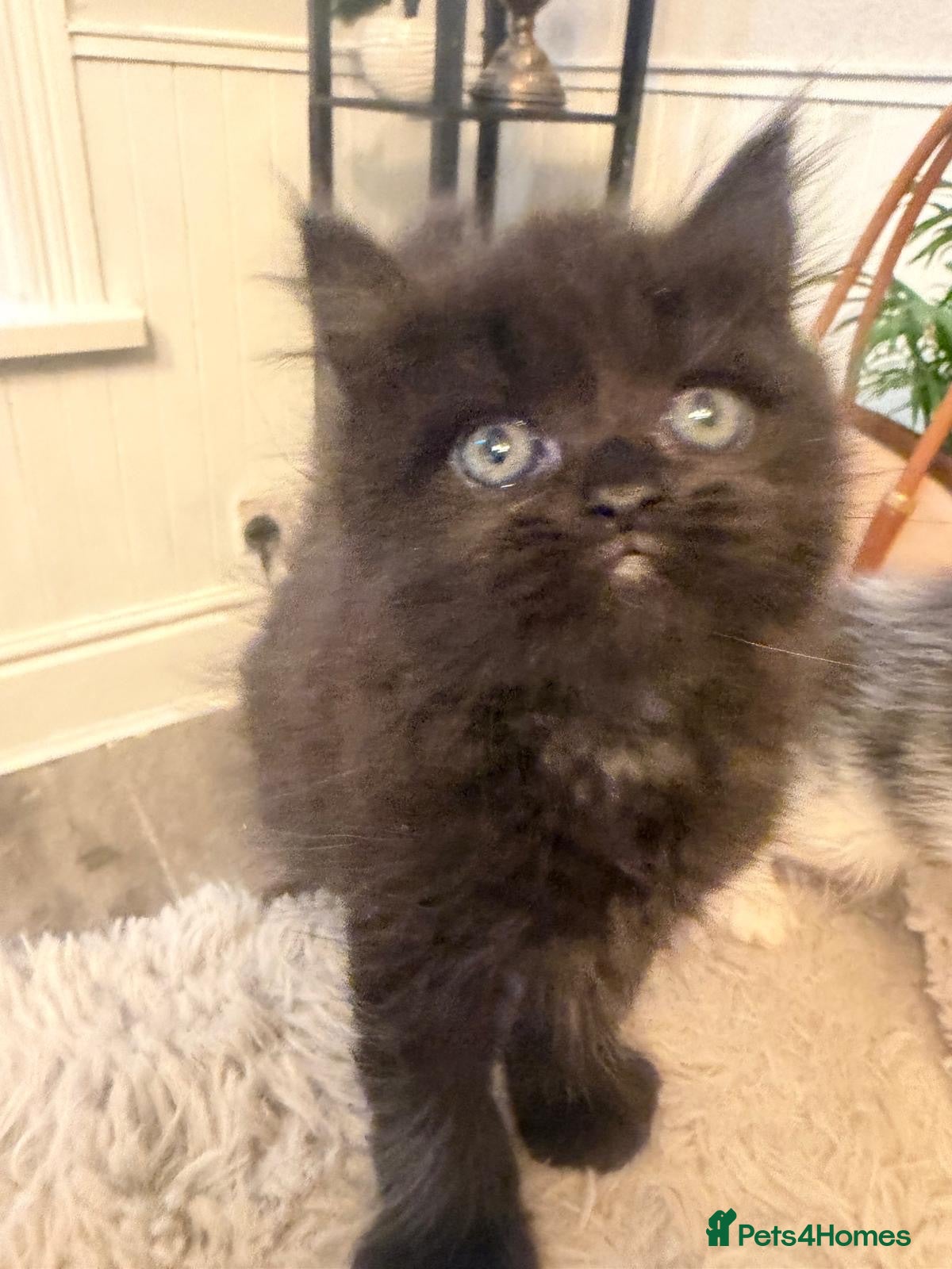 Persian cats Adorable chocolate boy pure Persian  - Advert 6