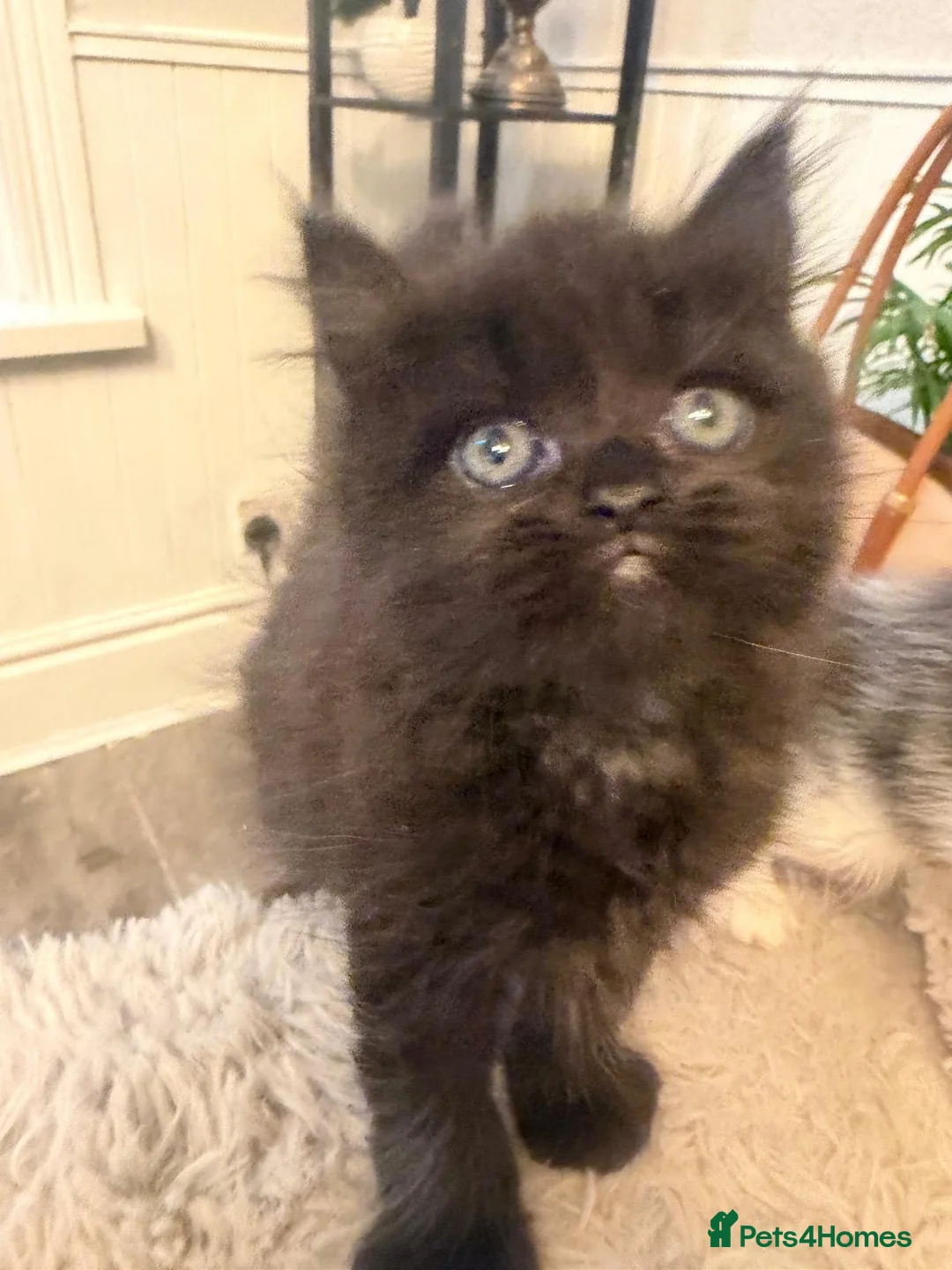 Persian cats for sale: Adorable chocolate boy pure Persian  - Advert 1