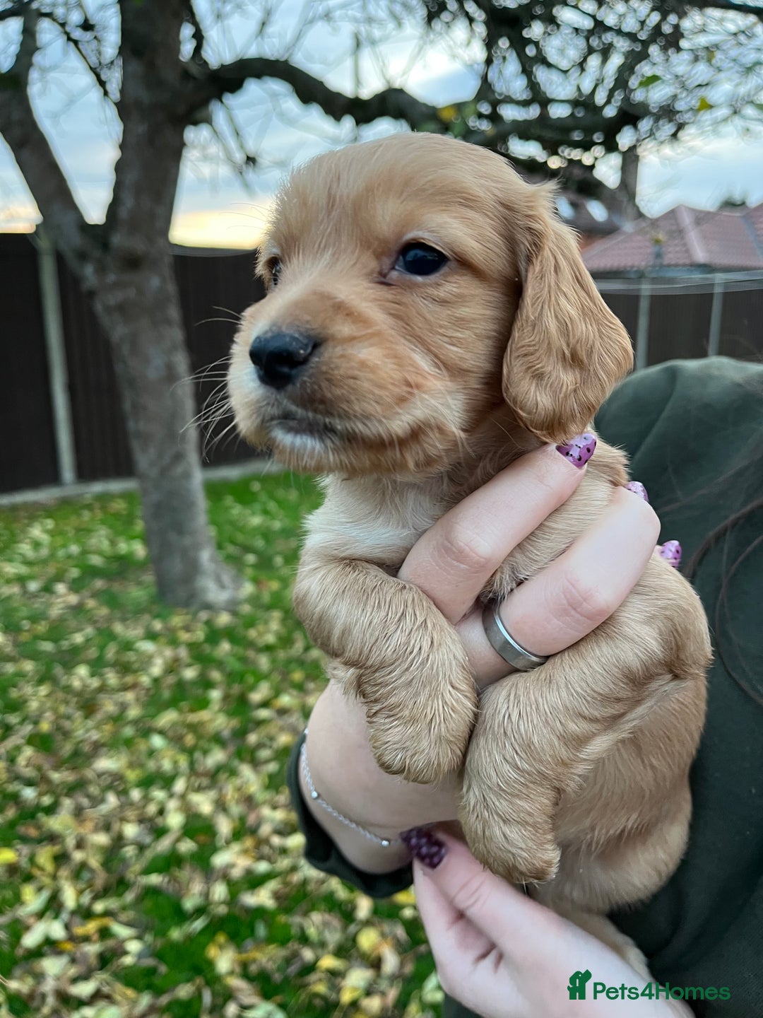 Cocker Spaniel dogs for sale: Working Cocker Spaniel Pups  - Advert 8