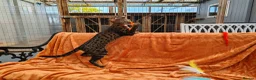 Savannah cats for sale: F3 Girl Brown Spotted Savannah TICA - Advert 9