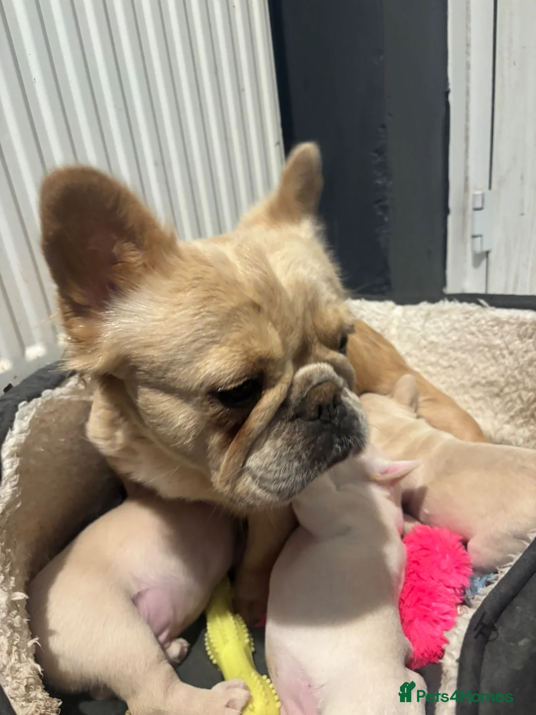 French Bulldog dogs for sale: 3 white adorable French bulldog puppies - Advert 2