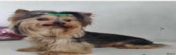 Yorkshire Terrier dogs for sale: SOLD beautiful litter mini Yorkshire terrier pups - Advert 2