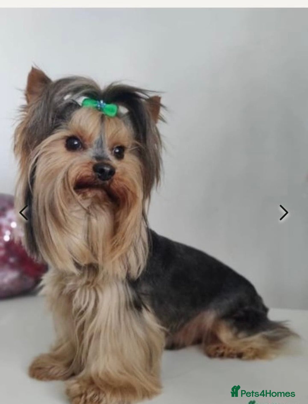 Yorkshire Terrier dogs for sale: SOLD beautiful litter mini Yorkshire terrier pups - Advert 2