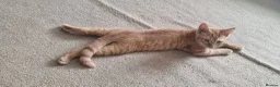 Mixed Breed cats for sale: Little Jimmy's story  - Advert 8
