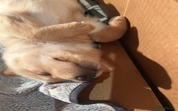 Mixed Breed dogs for sale: 2 male Sheprador puppies for sale - Image 5